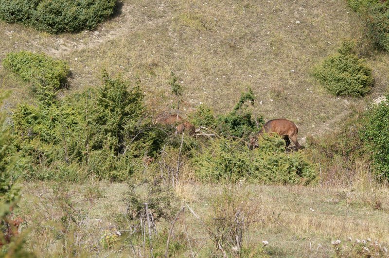 Un''arena molto contesa